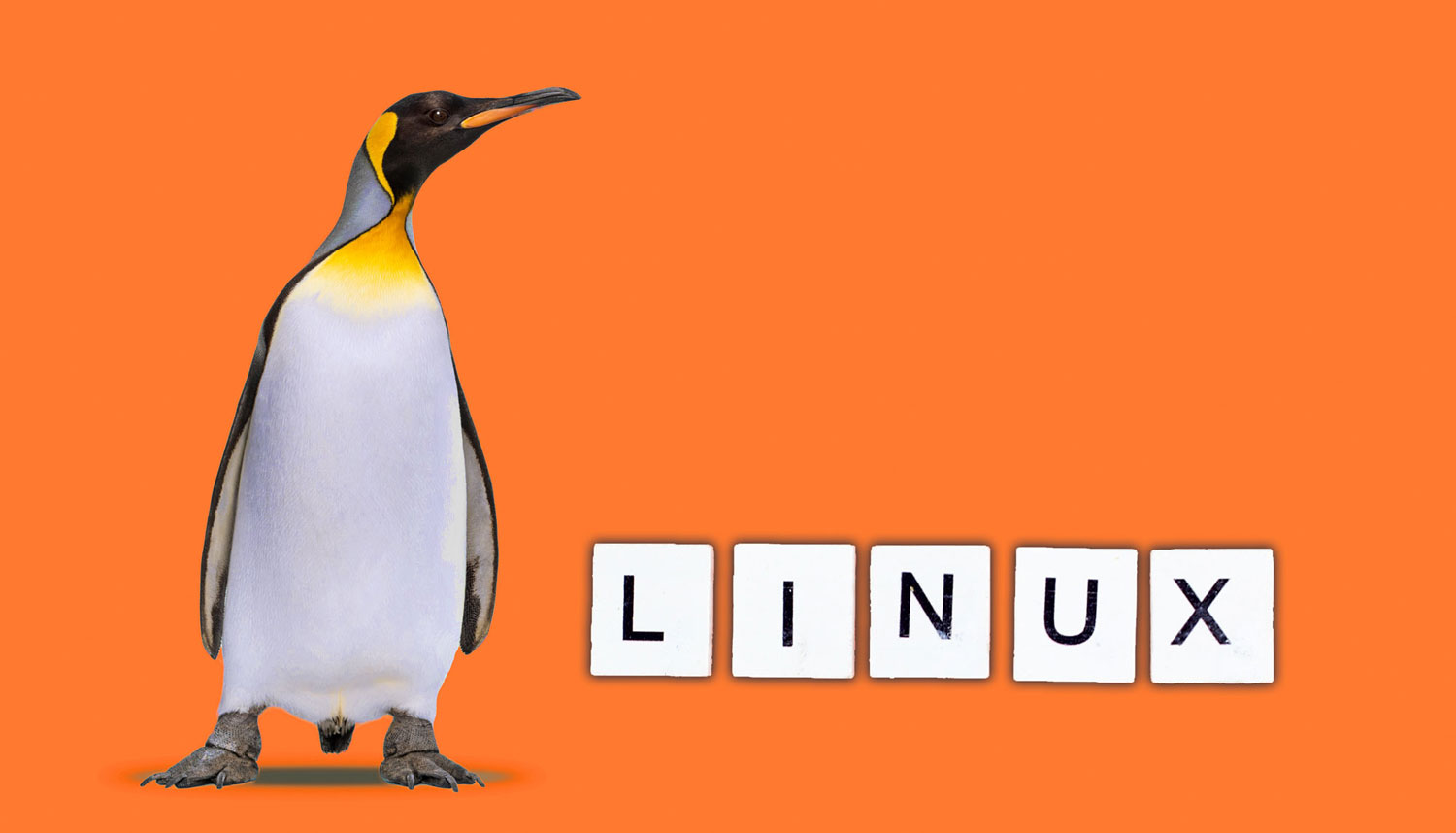 k_king-penguin-standing-in-front-on-a-blue-backgrou-2023-11-27-05-15-27-utc_RET